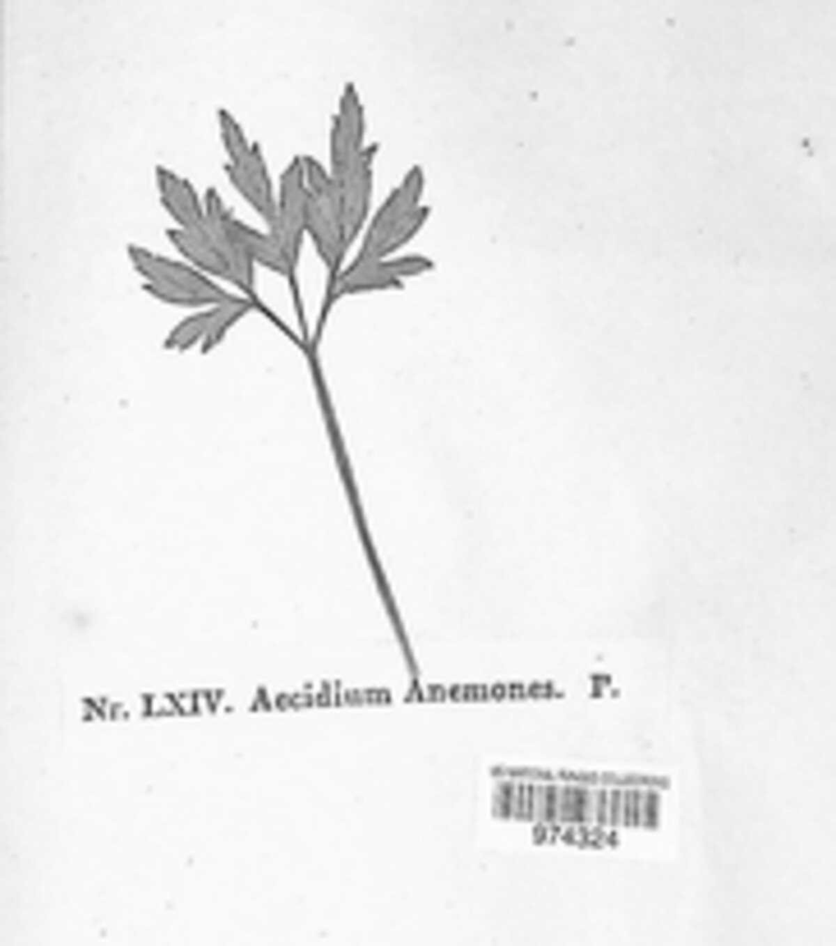 Aecidium anemones image